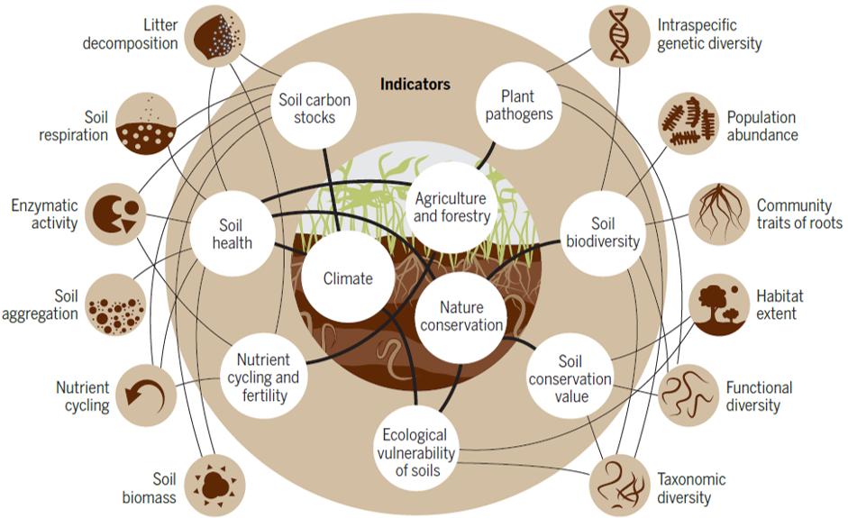 SoilBON Essential Biodiversity Variables framework